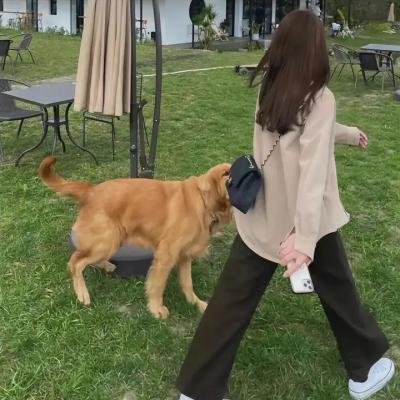 撒哈拉狮王救援